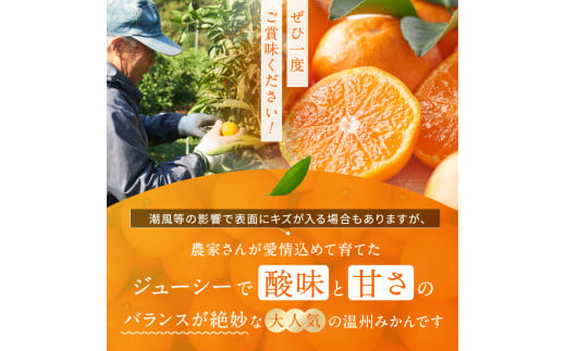 訳あり くまもと みかん 約 10kg 【 10月 ～ 11月上旬頃 発送 】 | 果物 みかん くだもの みかん フルーツ みかん 柑橘 みかん 柑橘類 みかん ミカン 家庭用 みかん 熊本県 みかん 玉名市 みかん