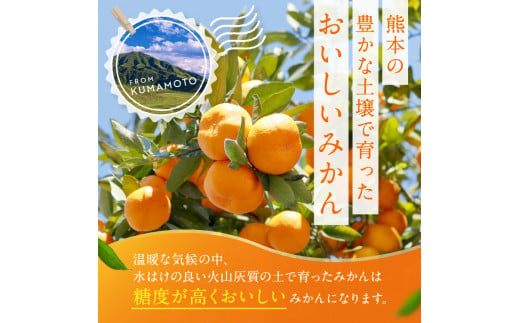 訳あり くまもと みかん 約 10kg 【 10月 ～ 11月上旬頃 発送 】 | 果物 みかん くだもの みかん フルーツ みかん 柑橘 みかん 柑橘類 みかん ミカン 家庭用 みかん 熊本県 みかん 玉名市 みかん