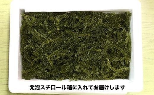 南城市産海ぶどう500ｇ