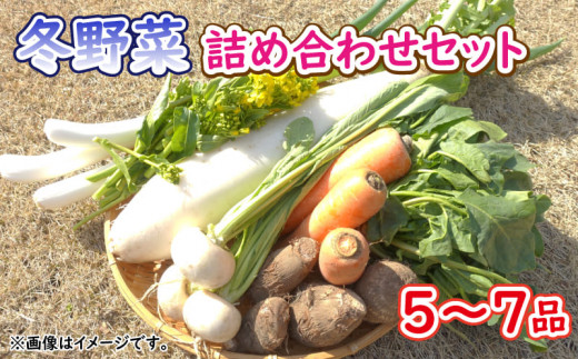 使用しない 冬野菜 おまかせ セット 5~7品 少量 家庭用 阿波市産 徳島県