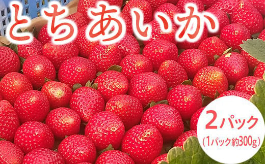 ＜先行予約＞ 鬼怒川の恵みをたっぷり受けた　栃木県上三川（かみのかわ）町産　とちあいか【2パック】 いちご イチゴ 苺 とちあいか ※2024年1月中旬～3月下旬頃に順次発送予定 ※離島への配送不可 ※着日指定不可