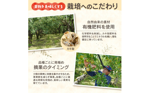 《先行予約》千秋りんご約5kg・秀品　【9月下旬～10月上旬配送予定】 【山形りんご・大江町産・9月・10月】 【054-001】