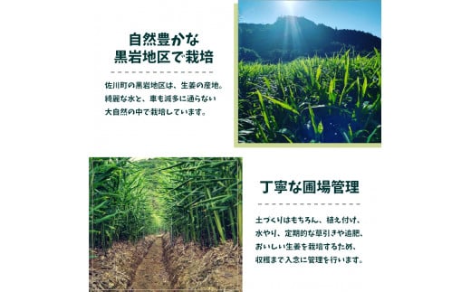 【日本酒720ml2本+生姜佃煮2袋】おつまみセット 農家の嫁の生姜佃煮1袋70g ごはんのお供 司牡丹酒造 純米酒 永田農法