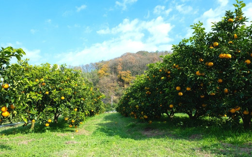 広島県の離島、大崎上島にある『中原観光農園』