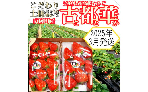 【2025年3月発送】こだわりの土耕栽培 奈良県産いちご【古都華】農家直送!2パック入り