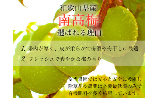 【梅干・梅酒用】（2LまたはL－2Kg）熟南高梅＜2025年6月上旬～7月上旬ごろに順次発送予定＞【art010A】