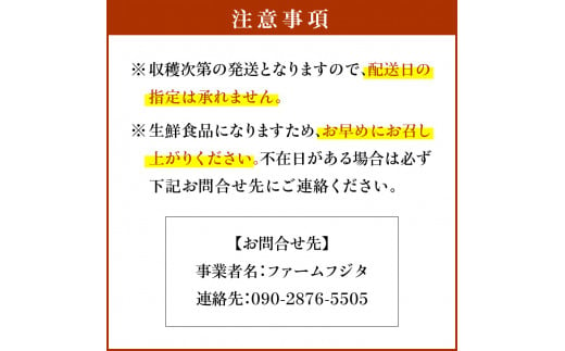 2024年9月下旬発送予定【先行予約】千両梨 10kg箱(20玉前後) 北海道産 余市町産　シャキシャキとした食感とサッパリとした甘みが特徴 季節限定 千両梨 季節の味覚 10kg 箱 20玉 前後 梨 ほぼ余市町でしか生産されていない 果物 フルーツ 贈り物 ギフト フルーツギフト お取り寄せ 北海道 余市町産 送料無料