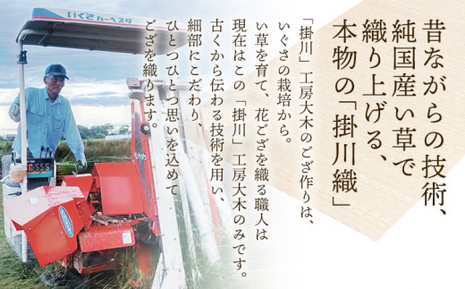 純国産天然いぐさ「掛川 虹」１畳 （黒色）純国産 いぐさ い草 天然 自家生産 掛川 ラグ BG022