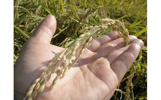 A4091 【令和6年産米】新潟県岩船産 コシヒカリ 精米 2kg×3個セット