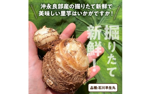 【2025年先行予約】新鮮おいしい！里芋（石川早生丸） 2kg 5月お届け　C056-001