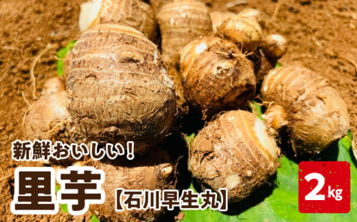 【2025年先行予約】新鮮おいしい！里芋（石川早生丸） 2kg 5月お届け　C056-001