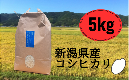 令和6年産 五泉産 コシヒカリ 精米 5kg (5kg×1袋) 新潟県 五泉市 株式会社蛇場農産（2024年10月上旬以降順次発送）