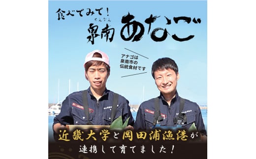 近畿大学×岡田浦漁協『泉南あなご』4尾入り！【058D-003】