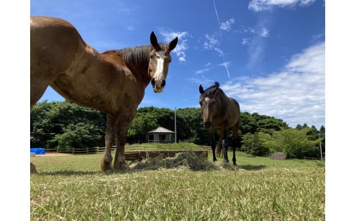 由美子・ピンクの花馬車夢のプロジェクト実現に向けて！あしずりダディー牧場応援（３万円コース）クラウンドファンディング クラファン 馬主 競馬 動物【R00644】