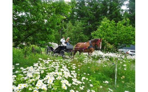 由美子・ピンクの花馬車夢のプロジェクト実現に向けて！あしずりダディー牧場応援（３万円コース）クラウンドファンディング クラファン 馬主 競馬 動物【R00644】