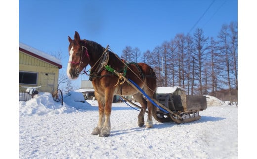 由美子・ピンクの花馬車夢のプロジェクト実現に向けて！あしずりダディー牧場応援（３万円コース）クラウンドファンディング クラファン 馬主 競馬 動物【R00644】