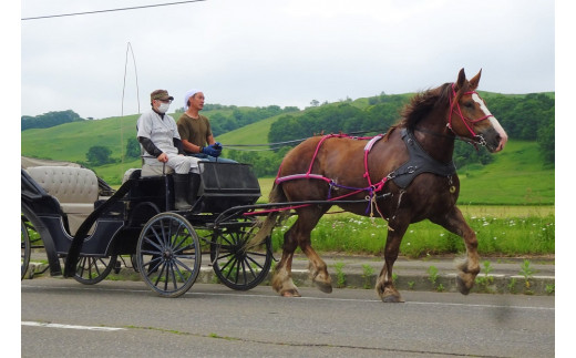 由美子・ピンクの花馬車夢のプロジェクト実現に向けて！あしずりダディー牧場応援（３万円コース）クラウンドファンディング クラファン 馬主 競馬 動物【R00644】