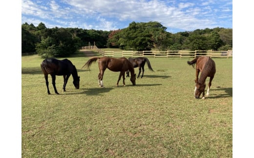 由美子・ピンクの花馬車夢のプロジェクト実現に向けて！あしずりダディー牧場応援（３万円コース）クラウンドファンディング クラファン 馬主 競馬 動物【R00644】