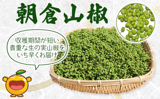 数量限定！朝倉山椒 500ｇ×2箱 生山椒 枝付き さんしょう サンショウ 花椒 ホアジャオ スパイス 調味料 大分県産 九州産 津久見市 国産