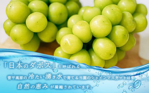 [No.5657-3556]冷蔵 シャインマスカット 約1.2kg（約2～3房）《田子農園》■2024年発送■※11月上旬頃～12月下旬頃まで順次発送予定