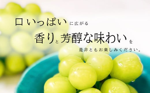 [No.5657-3556]冷蔵 シャインマスカット 約1.2kg（約2～3房）《田子農園》■2024年発送■※11月上旬頃～12月下旬頃まで順次発送予定