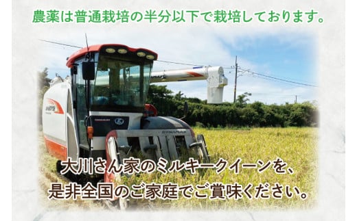 【令和6年産】鹿嶋市産ミルキークイーン(5kg×1袋)【お米 米 鹿嶋市 茨城県 白米 新米 おにぎり ごはん 15000円以内 】(KBS-8）