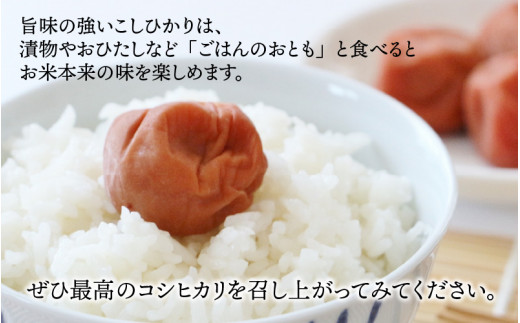 【令和6年産 新米】【6ヶ月定期便】越前大野産 一等米 帰山農園の棚田育ちコシヒカリ 玄米 5kg × 6回 計30kg 