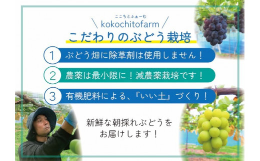 koko-07　ここちとふぁーむ　【ご自宅用】　岡山県産　ピオーネ　約1㎏　2房