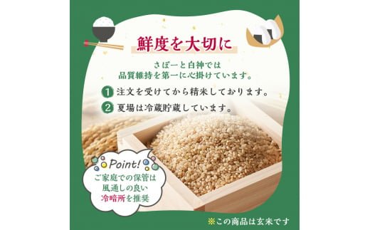 新米 米 お米 《定期便4ヶ月》【玄米】秋田県産 あきたこまち あきた種梅産こまち 杜の雫 こだわりの大粒 10kg×4回 合計40kg