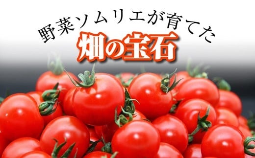 ソムリエミニトマト・ダイヤ ( 3kg ) | 野菜 やさい トマト とまと ミニトマト みにとまと 熊本県 玉名市