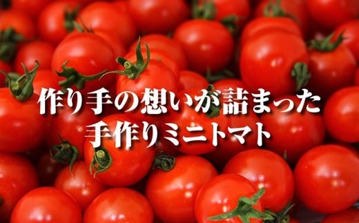 ソムリエミニトマト・ダイヤ ( 3kg ) | 野菜 やさい トマト とまと ミニトマト みにとまと 熊本県 玉名市