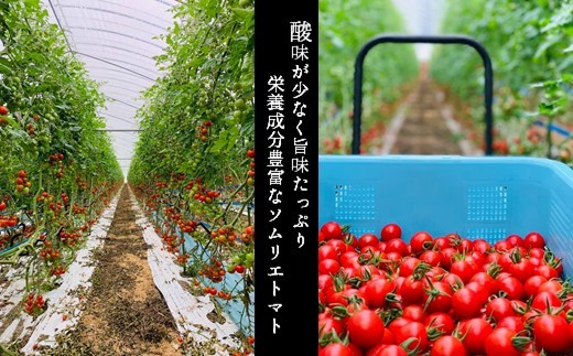 ソムリエミニトマト・ダイヤ ( 3kg ) | 野菜 やさい トマト とまと ミニトマト みにとまと 熊本県 玉名市