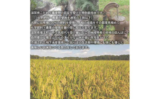 【 先行予約 】令和6年産 新米 予約 にこまる 白米 10kg 米 滋賀県 竜王町 国産 農家直送 特別栽培米 ニコマル 2024年産 国産 農家直送 環境こだわり お米 こめ おこめ 産地直送 送料無料