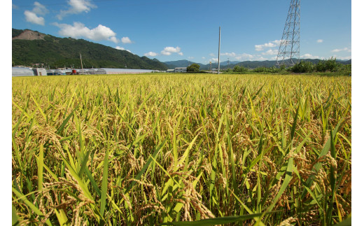 73-06 《令和6年産》4ヵ月連続でお届け!!「にこまる(白米)」定期便 10kg×4回