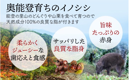 【能登・穴水産】天然 猪肉のサングリエカレー 2袋セット（計500g） | 奥能登 能登半島 穴水町 ジビエ 猪肉 お肉 カレー レトルト 500グラム