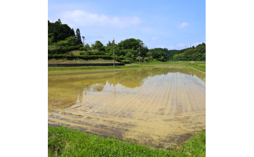 【令和6年産】新米 減農薬ミルキークイーン 精米 10kg【 米 ミルキークイーン 10キロ 10kg 精米 白米 こめ コメ お米 おこめ 減農薬 低農薬 農家直送 綾部 京都 森本ファーム 】