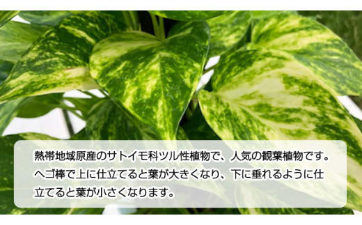  ポトス 1鉢 ヘゴ仕立て 観葉植物 ガーデニング 植物 鉢