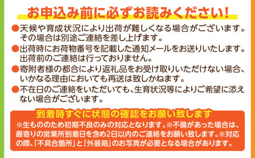 《2024年発送》期間限定 数量限定 【訳あり】 完熟マンゴー 合計約1kg (2～3玉)_M126-026