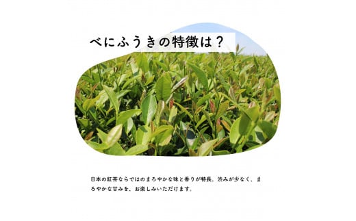 和紅茶（テトラタイプ） 霧山の香り召しませ茶セット ティーバッグ 和紅茶 べにふうき