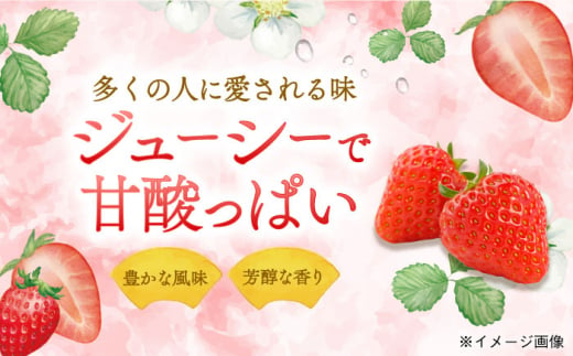 ＜2024年11月中旬～発送＞長崎県産いちご ゆめの香 【大粒！】約1kg（250g×4パック）長崎県/わたる農園 [42AABB002]