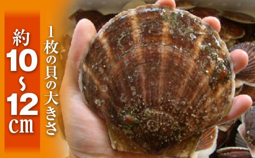 【先行予約】北海道森町産 活ホタテ3年貝 2.5kg（約10-15枚）（2024年2月以降発送）＜道産ネットミツハシ＞ 森町 ほたて 帆立 ホタテ 活ホタテ 活帆立 海産物 魚貝類 ふるさと納税 北海道 mr1-0439