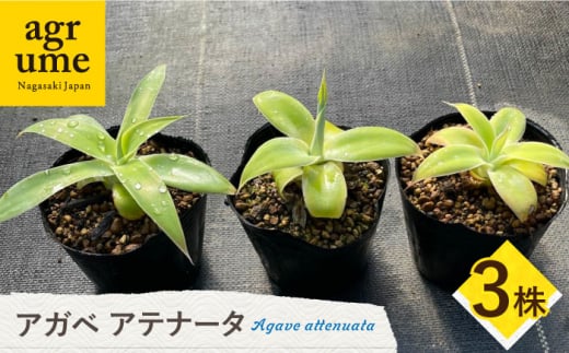 観葉植物 多肉植物 苗 植物 アガベ あがべ インテリア セット