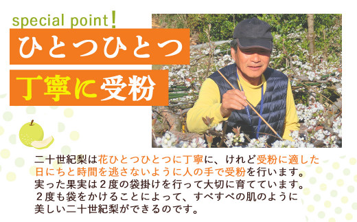 【先行予約】【数量限定】二十世紀梨 ５kg ２Lサイズ 令和6年産 【倉吉産】 梨 鳥取 梨 5kg 果物 フルーツ 和梨 先行予約 数量限定 詰め合わせ 二十世紀梨 20世紀梨