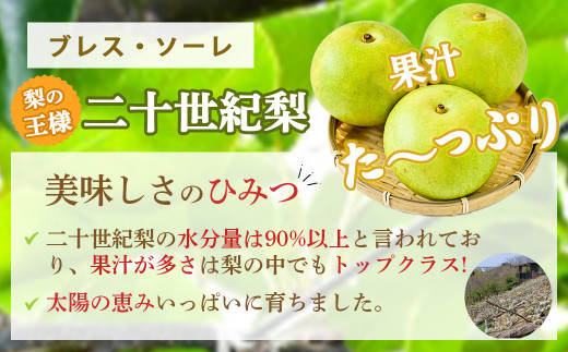 【先行予約】【数量限定】二十世紀梨 ５kg ２Lサイズ 令和6年産 【倉吉産】 梨 鳥取 梨 5kg 果物 フルーツ 和梨 先行予約 数量限定 詰め合わせ 二十世紀梨 20世紀梨