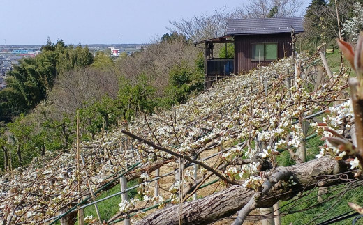 【先行予約】【数量限定】二十世紀梨 ５kg ２Lサイズ 令和6年産 【倉吉産】 梨 鳥取 梨 5kg 果物 フルーツ 和梨 先行予約 数量限定 詰め合わせ 二十世紀梨 20世紀梨