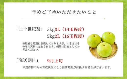 【先行予約】【数量限定】二十世紀梨 ５kg ２Lサイズ 令和6年産 【倉吉産】 梨 鳥取 梨 5kg 果物 フルーツ 和梨 先行予約 数量限定 詰め合わせ 二十世紀梨 20世紀梨