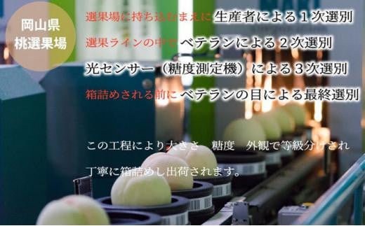 桃 2024年 先行予約 岡山 白桃 ロイヤル 5～10玉 約2.4kg JAおかやまのもも（早生種・中生種） もも モモ 岡山県産 国産 フルーツ 果物 ギフト