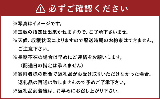  豊水梨 9～12玉 約5kg ナシ 梨 福岡県産