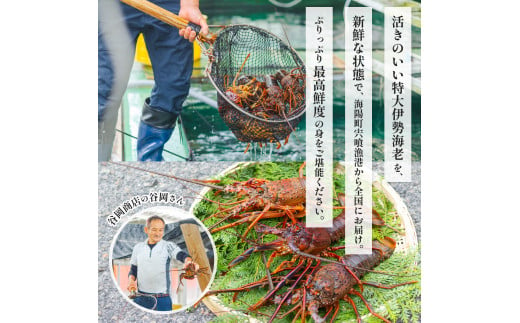 伊勢海老 特大 約6.3kg 約700g×9尾 伊勢えび 伊勢エビ いせえび イセエビ 海老 えび エビ 海鮮 海産物 海の幸 おせち 高級 国産 海鮮 ギフト