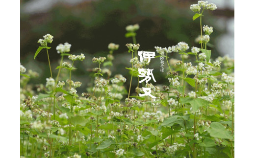 香り高い 常陸秋そば(200g×3束)・創業200年 井坂酒造 記念の一品 美山錦 純米吟醸(720ml×1) | 茨城県 常陸太田市 香り 高い 常陸 秋そば  井坂酒造 創業 200年 美山錦 純米吟醸 里美 酒造好適米 美山錦 後味 すっきり キレ 低温熟成 米 旨み 常温 冷酒 蕎麦 そば 日本酒 ギフト 贈り物 内祝 結婚祝い お祝い お誕生日 御歳暮 御中元 父の日 母の日 クリスマス